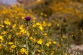 A single purple thistle flower (cirsium vulgare) is overlooking a vast field of yellow daisies Royalty Free Stock Photo