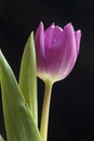 Single Purple Tulip Royalty Free Stock Photo