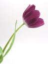 Single Purple Tulip Royalty Free Stock Photo