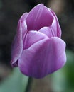 Single Purple Tulip Royalty Free Stock Photo