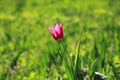 Single purple tulip is blooming between the grass Royalty Free Stock Photo