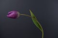 Single purple tulip leaning over on grey background Royalty Free Stock Photo