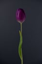 Single purple tulip centered on grey background Royalty Free Stock Photo