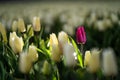 Single purple tulip in the field of white tulips - concept of individuality