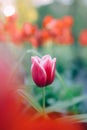 Single purple tulip flower with red tulips in background with red flare Royalty Free Stock Photo