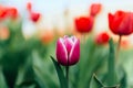 Single purple tulip flower with red tulips in background Royalty Free Stock Photo