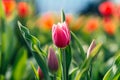 Single purple tulip flower with red tulips in background Royalty Free Stock Photo