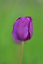 Single purple tulip with green background, vertical Royalty Free Stock Photo