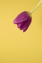 A single Purple Tulip isolated on Yellow Background, Pastel Colo Royalty Free Stock Photo