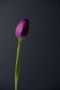 Single purple tulip right of center on grey background Royalty Free Stock Photo