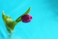 Single purple tulip, selective focus, blue background, copy space