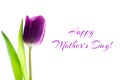 Single purple violet tulip flower on white background. Happy Mother`s Day greeting card Royalty Free Stock Photo