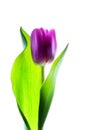 Single purple violet tulip isolated on white with backlight. Royalty Free Stock Photo