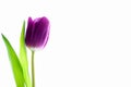 Single purple violet tulip isolated on white with backlight Royalty Free Stock Photo