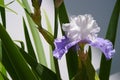 Single purple and white bearded iris - horizontal