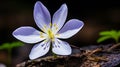 Single purple wildflower standing out on a forest floor