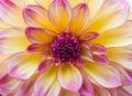 A single purple with yellow dahlia flower in full bloom Royalty Free Stock Photo
