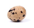 Single quail egg Royalty Free Stock Photo