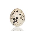 Single quail egg.