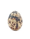 Single Quail egg