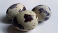 Single quail eggs