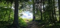 Exit from black forest walk from dark into sunlight, pine trees, blue sky, clouds grass up close