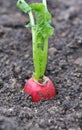 Single radish