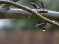 A Single Rain Drop on the Bud of a Pear Tree Branch Royalty Free Stock Photo