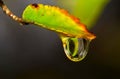 A single raindrop dripping from a colorful fall tree leaf.