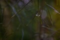 Single raindrop hanging from Fennel Leaf