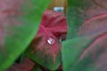 Single Raindrop on Leaf