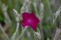 Single raindrop on violet Rose campion flower on blur background