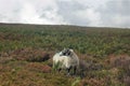 Single ram alone on field looking back Royalty Free Stock Photo