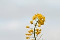 Single seed oil plant detail Royalty Free Stock Photo