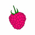 Single raspberry berry in color.Illustration in the Doodle style . Close-up drawing.Sweet dessert, summer berries.Vector