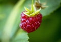 Single raspberry berry