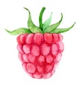 Single raspberry isolated on white background, watercolor