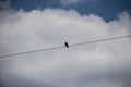 a single raven sits on a power line