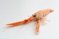 Single raw fresh langoustine also known as scampi, isolated on white background Royalty Free Stock Photo