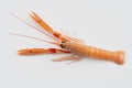 Single raw fresh langoustine also known as scampi, isolated on white background Royalty Free Stock Photo