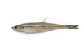 Single raw fresh smelt fish