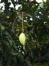 A single raw mango fruit hanging on a mango tree, young mango, sour or astringent taste, delicious, probiotic, healthy, vegan food