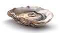 Single Raw Oyster Shell on White Background Royalty Free Stock Photo