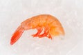 Single raw shrimp on ice Royalty Free Stock Photo