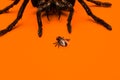 Single real tarantula spider creeping up on a small fly. Creepy Halloween concept with blank space