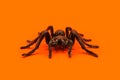Single real tarantula spider on orange background. Creepy Halloween concept with blank space