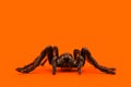 Single real tarantula spider on orange background. Creepy Halloween concept with space for text
