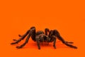 Single real tarantula spider on orange background. Creepy Halloween concept with blank space for text