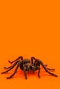 Single real tarantula spider on orange background. Creepy Halloween concept with space for text