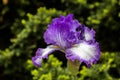 Single Reblooming German Iris Hemstitched iris - White, ruffled petals with a purple rim and yellow beard against bokeh green